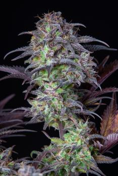 Samen 3x Original Blueberry Automatik Fast Buds